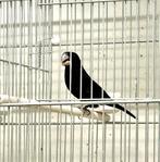 Te Koop Diverse Twa Twa's, Meerdere dieren, Wildzangvogel, Geringd