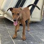 ACE: Bambam is een actieve pup die houdt van het leven, Particulier, Rabiës (hondsdolheid), 15 weken tot 1 jaar, Buitenland