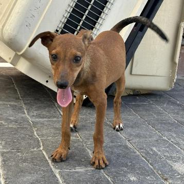 ACE: Bambam is een actieve pup die houdt van het leven beschikbaar voor biedingen