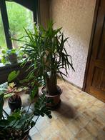 Yucca, Ophalen of Verzenden, Yucca, 150 tot 200 cm