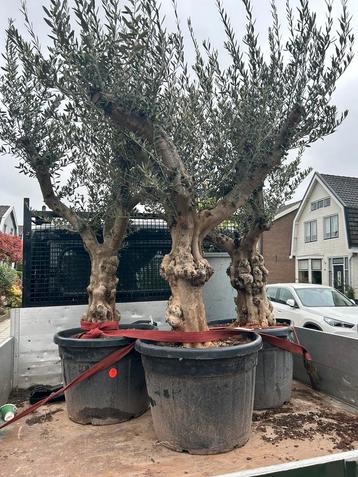 Olea europaea olijfboom olijfbomen 40/50 cm stamomtrek 