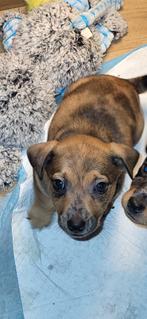 1 merle reutje te koop, HCC (leverziekte), Jack Russell Terriër, Reu, 8 tot 15 weken