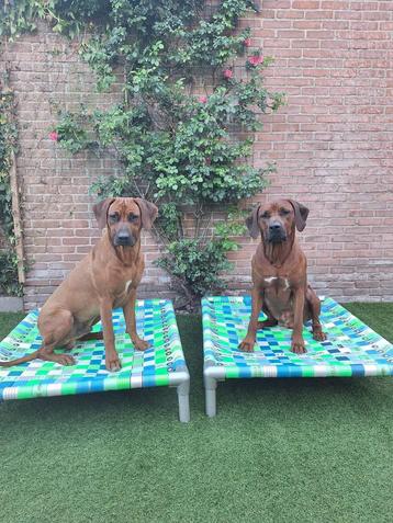 Hondenkussen ✅ hondenbed hondenmand hondenkussen bench dog beschikbaar voor biedingen