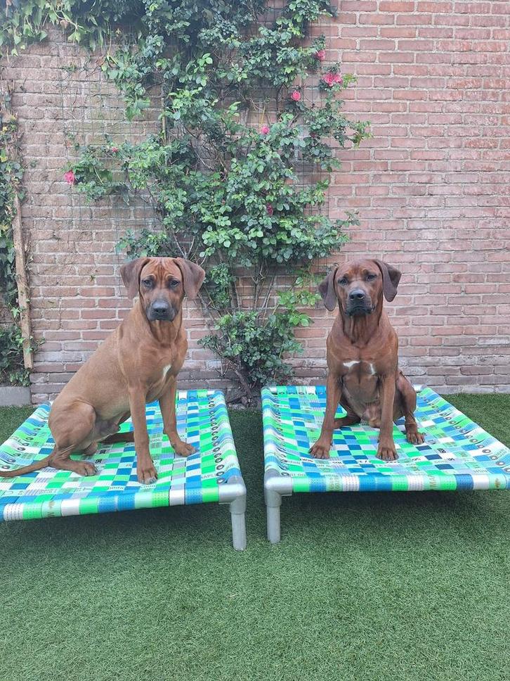 Hondenkussen ✅ hondenbed hondenmand hondenkussen bench dog, Dieren en Toebehoren, Hondenbenches, Nieuw, Ophalen of Verzenden