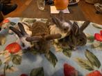 4 mooie lieve baby konijntjes, Dieren en Toebehoren, Konijnen, Meerdere dieren, Middelgroot, Hangoor, 0 tot 2 jaar