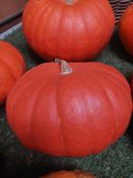 Biologische Pompoenen te Koop!, Tuin en Terras, Planten | Tuinplanten, Volle zon, Groenteplanten, Eenjarig, Ophalen of Verzenden