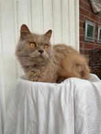 2 lieve poezen britse langhaar en britse korthaar, Dieren en Toebehoren, Katten en Kittens | Raskatten | Korthaar, Poes