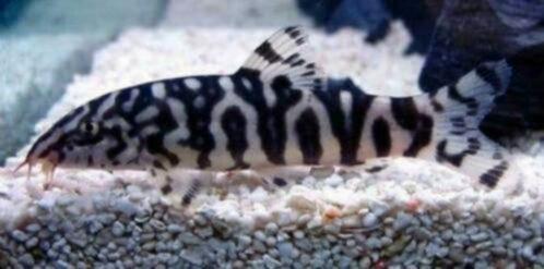 Botia lohachata - Marmerbotia - Koidream Valburg, Dieren en Toebehoren, Vissen | Aquariumvissen, Zoetwatervis, Vis, Schoolvis