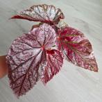Begonia Maurice Amey plant, Ophalen of Verzenden, Overige soorten, Minder dan 100 cm