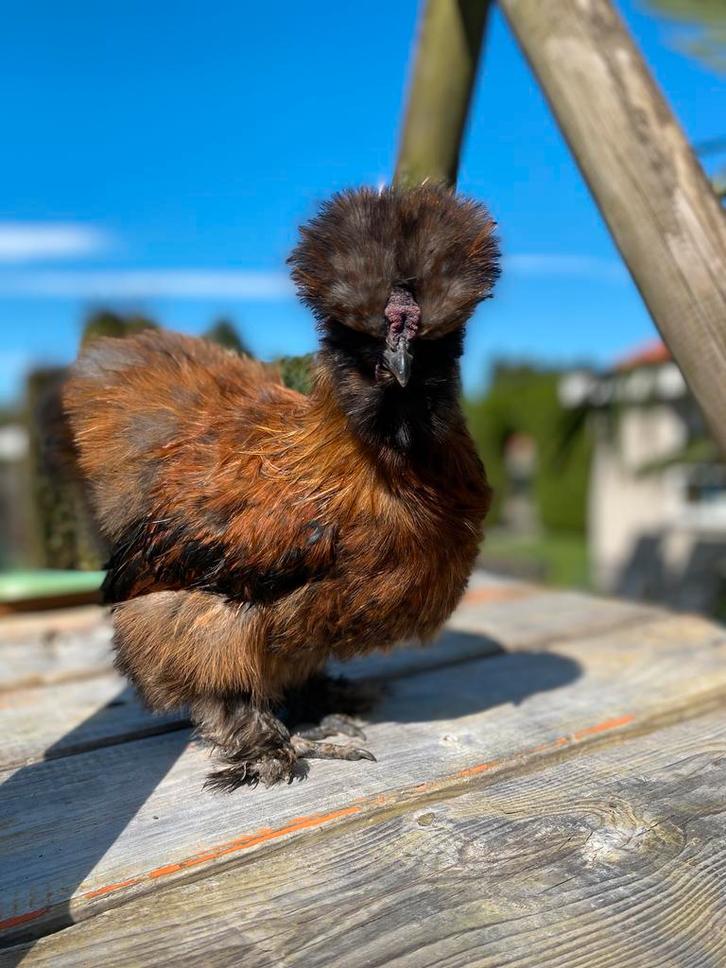 Broedeieren USA Zijdehoen, Dieren en Toebehoren, Pluimvee, Kip, Geslacht onbekend