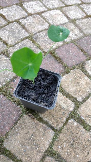  Oost- Indische Kers plantjes beschikbaar voor biedingen