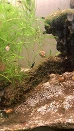 Zwarte garnalen 2,00, Dieren en Toebehoren, Vissen | Aquariumvissen, Kreeft, Krab of Garnaal