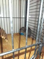 2 tamme dwerg ratten(6 maanden) +hok en zaagsel, Ophalen