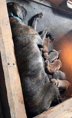 Molosser x Labrador, Dieren en Toebehoren, Honden | Bulldogs, Pinschers en Molossers, Overige rassen, 8 tot 15 weken, CDV (hondenziekte)