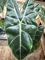 Alocasia Longiloba Purple Veins - Bijzonder!, Huis en Inrichting, Kamerplanten, Ophalen of Verzenden, Halfschaduw, Minder dan 100 cm