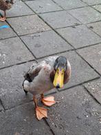 Twee Indische loop eenden zoeken een nieuw thuis., Dieren en Toebehoren, Pluimvee, Meerdere dieren, Eend