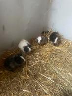 Jonge cavia beertjes, Dieren en Toebehoren, Cavia, Juni, Mannelijk, Tam