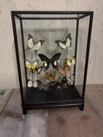 Mooie vitrine met opgezette vlinders!, Ophalen, Nieuw, Insect, Opgezet dier