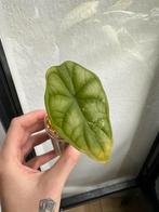 Alocasia Dragon scale variegata, Huis en Inrichting, Kamerplanten, Ophalen of Verzenden, Halfschaduw, Minder dan 100 cm