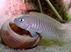 Neolamprologus Multifasciatus +/- 30 stuks