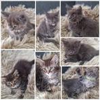 8 Prachtige Maine Coon Kittens | Mogen vandaag al verhuizen, Dieren en Toebehoren, Meerdere dieren, Ontwormd, 0 tot 2 jaar