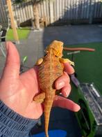 Baardagaam, Hagedis, 0 tot 2 jaar