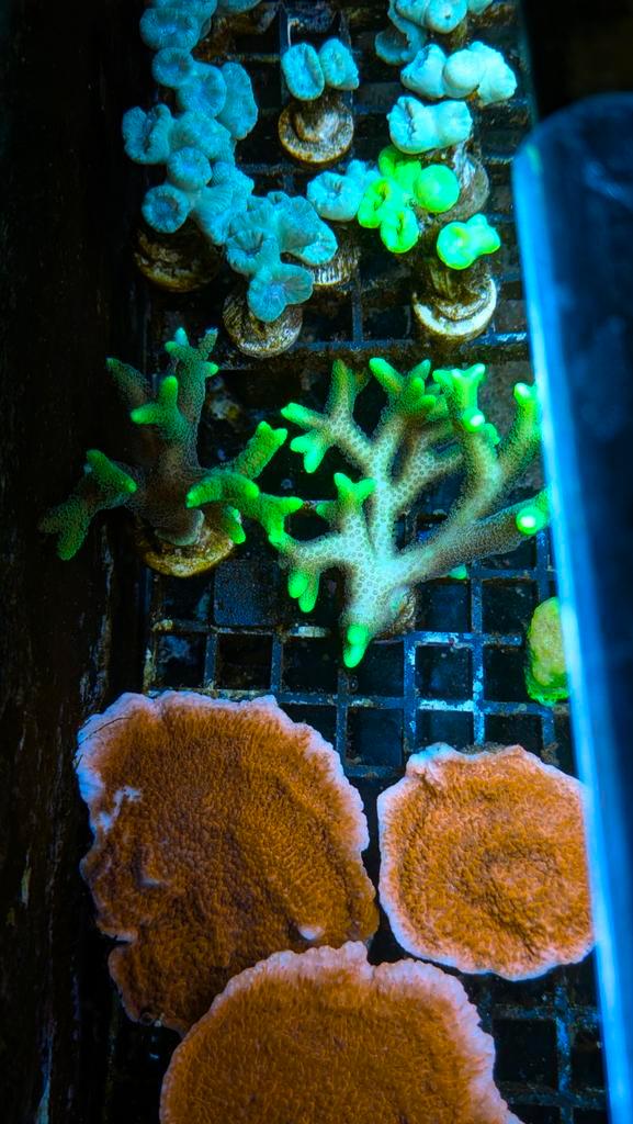 Verschillende soorten koraal stekken te koop 2e stek gratis, Dieren en Toebehoren, Vissen | Aquariumvissen, Zoutwatervis, Overige typen