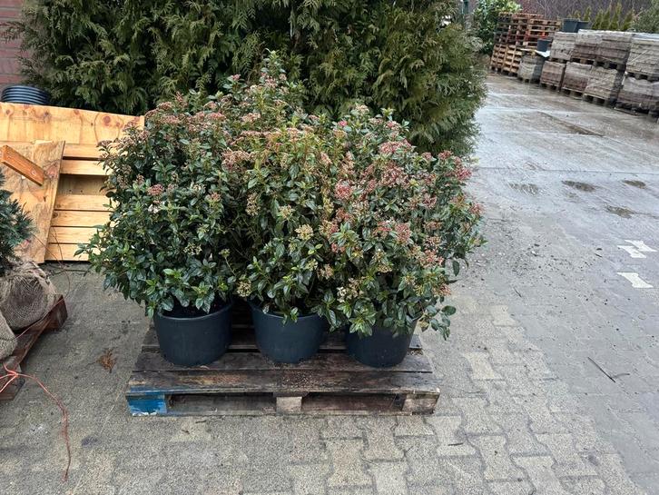 Viburnum Tinus haagplanten en meer!, Tuin en Terras, Planten | Tuinplanten, Vaste plant, Overige soorten, Volle zon, Winter, Ophalen