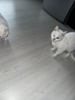 Twee lieve zussen zoeken samen een nieuw huisje!, Poes