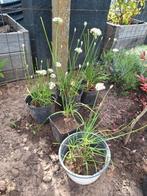 knoflook/bieslook/kruiden/vaste/plant/bloemen/wit/pot/€2, Ophalen, Zomer, Overige soorten, Volle zon