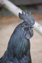 BROEDEIEREN AYAM CEMANI (MEEST GEPIGMENTEERDE KIP), Geslacht onbekend, Kip