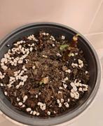 Plant: Begonia Maculata, Ophalen, Overige soorten, Minder dan 100 cm