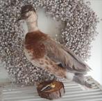 TAXIDERMIE / GEPREPAREERDE  - Opgezette - EEND MET RING, Ophalen of Verzenden, Zo goed als nieuw