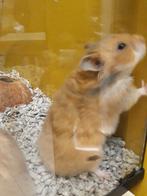 Goudhamster, Dieren en Toebehoren, Knaagdieren, Hamster, November, Meerdere dieren, Tam