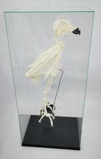 Skelet Afrikaanse oehoe opgezette, schedels PREPARATENSHOP, Verzamelen, Opgezet dier, Vogel, Ophalen of Verzenden, Zo goed als nieuw