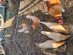 Friese hoenders, Dieren en Toebehoren, Meerdere dieren, Kip