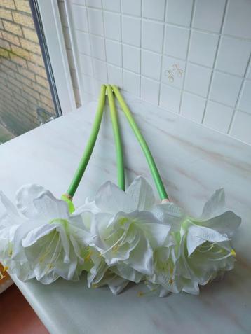 Amaryllisbloemen 3 stuks beschikbaar voor biedingen