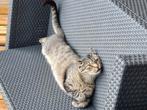 Baasje gezocht voor boef, Dieren en Toebehoren, Kater, Kortharig, 6 jaar of ouder