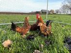 Java kriel kuikens hennetjes gesekst, ingeënt, veel kleur, Dieren en Toebehoren, Pluimvee, Vrouwelijk, Kip