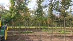 Carpinus betulus - Haagbeuk, Tuin en Terras, Planten | Bomen, Volle zon, Bloeit niet, Leiboom, Ophalen of Verzenden