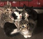 Boerderij kittens, Dieren en Toebehoren, Meerdere dieren
