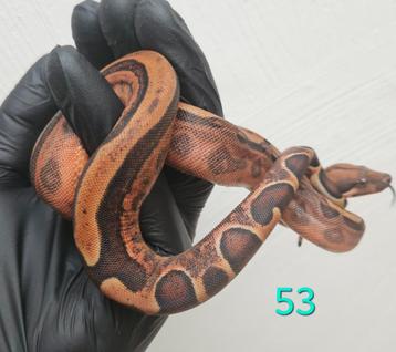 (hypo) Blood (jungle) boa imperator beschikbaar voor biedingen