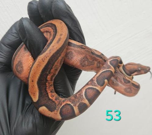 (hypo) Blood (jungle) boa imperator, Dieren en Toebehoren, Reptielen en Amfibieën, Slang, 0 tot 2 jaar