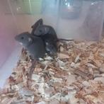 2 ritten mannetjes, Dieren en Toebehoren, Knaagdieren, Rat, Mannelijk, December, Tam