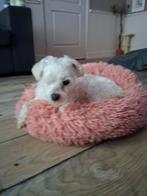 Oppas vr oud hondje GEZOCHT (vergoeding), Dieren en Toebehoren, Honden | Chihuahua's en Gezelschapshonden, 6 jaar of ouder, Maltezer