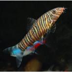 botia striata , gestreepte botia €9,95, Dieren en Toebehoren, Vis