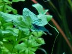 Mooie blauwe Neocaridina garnalen, Kreeft, Krab of Garnaal