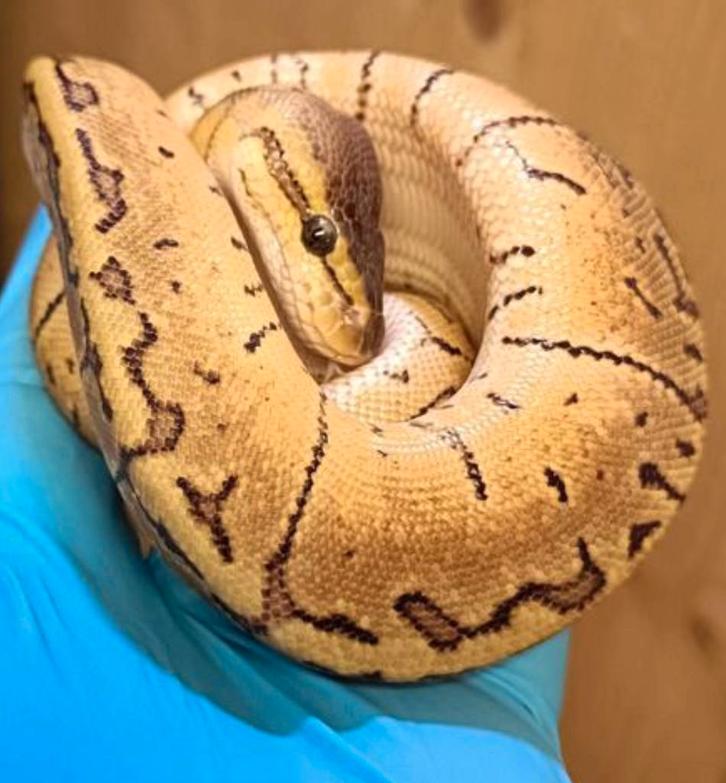 0.1 Koningspython - Ballpython - Python Regius., Dieren en Toebehoren, Reptielen en Amfibieën, Slang, 0 tot 2 jaar