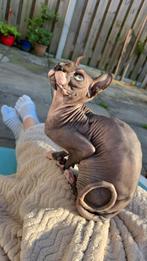 Sphynx kater 10 mnd