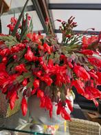 Grote cactus plant met pot, Ophalen